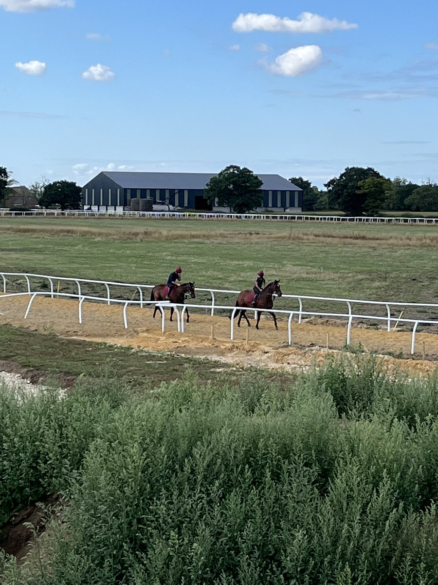 AdamRWragg's tweet photo. Great morning visiting @C_LidsterRacing at @EboracumRacing stables to see Daphne (Step To The Top) and the first of our progeny from Fly To The Top @carlton_stud (Anapurna’s 1/2 sister)
#mukhadram #doyen #thespecialone https://t.co/wbPh6753ZY