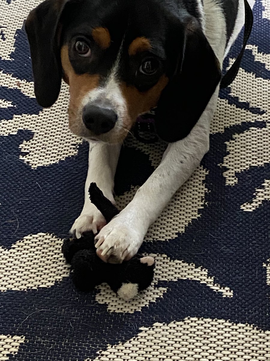 Oaklee, our sweet 2 year old Beagle! We adore her!
#nationaldogday2022