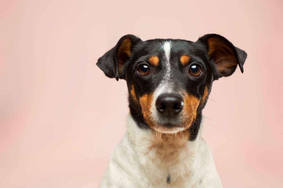 Jergermga's tweet photo. National Dog Day is today and we are ready to celebrate all our furry friends in the best ways possible! It is time to pull out all the cake and pictures of your pup and share your love for them with the world! 🐶  🐩  🐾 

What is your K9's favorite way to be spoiled? 🐕 https://t.co/X87ik521lt