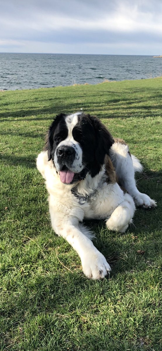 It’s #nationaldogday2022 and Gracie Lou Freebush will get extra treats to celebrate. #stbernard #Toronto