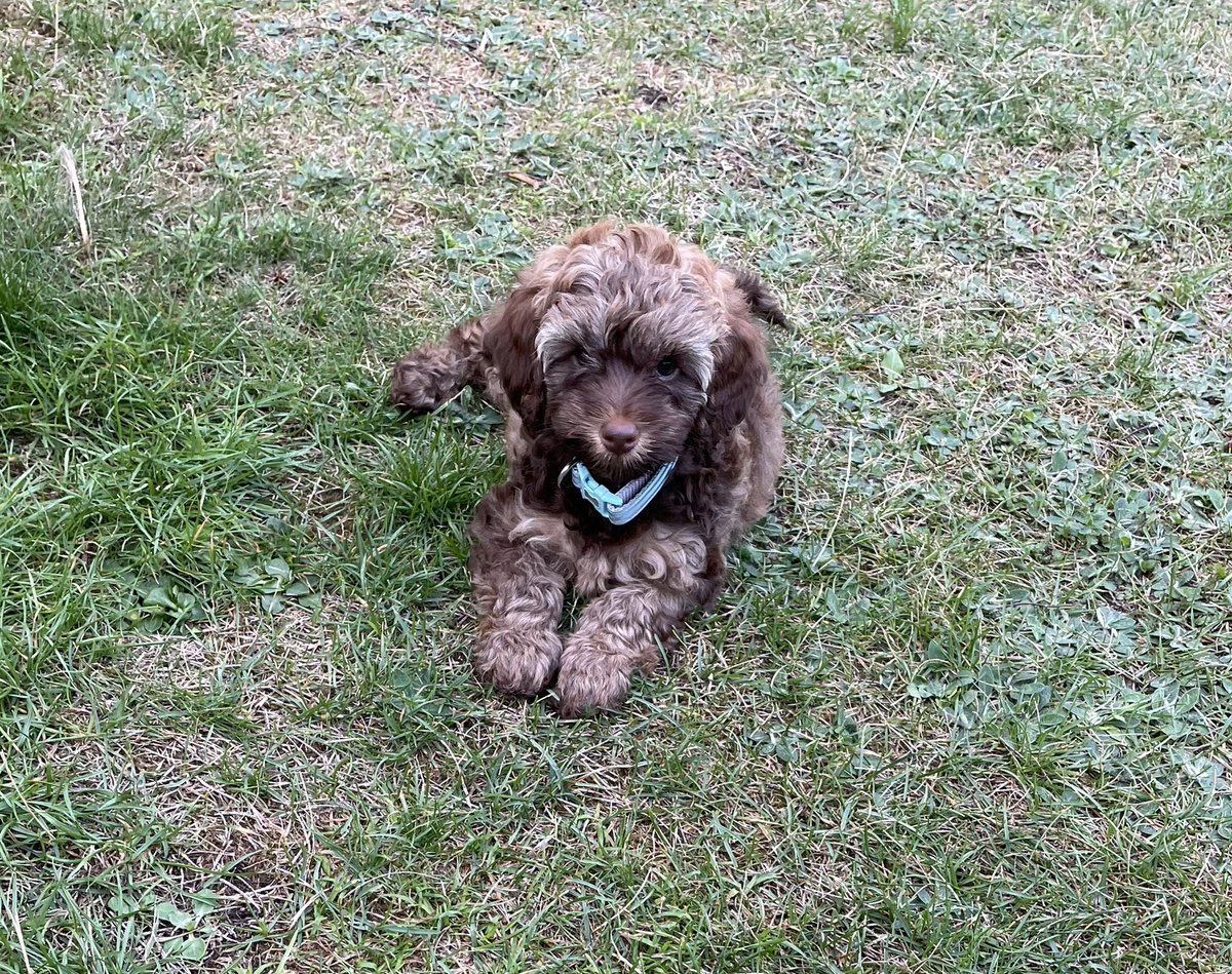 cionalintin's tweet photo. My name is Milo, I’m 8 weeks old and love to eat my family’s green grass that’s finally started to grow back 🌱 🤣 @Lintinracing https://t.co/6KD6NW86zk