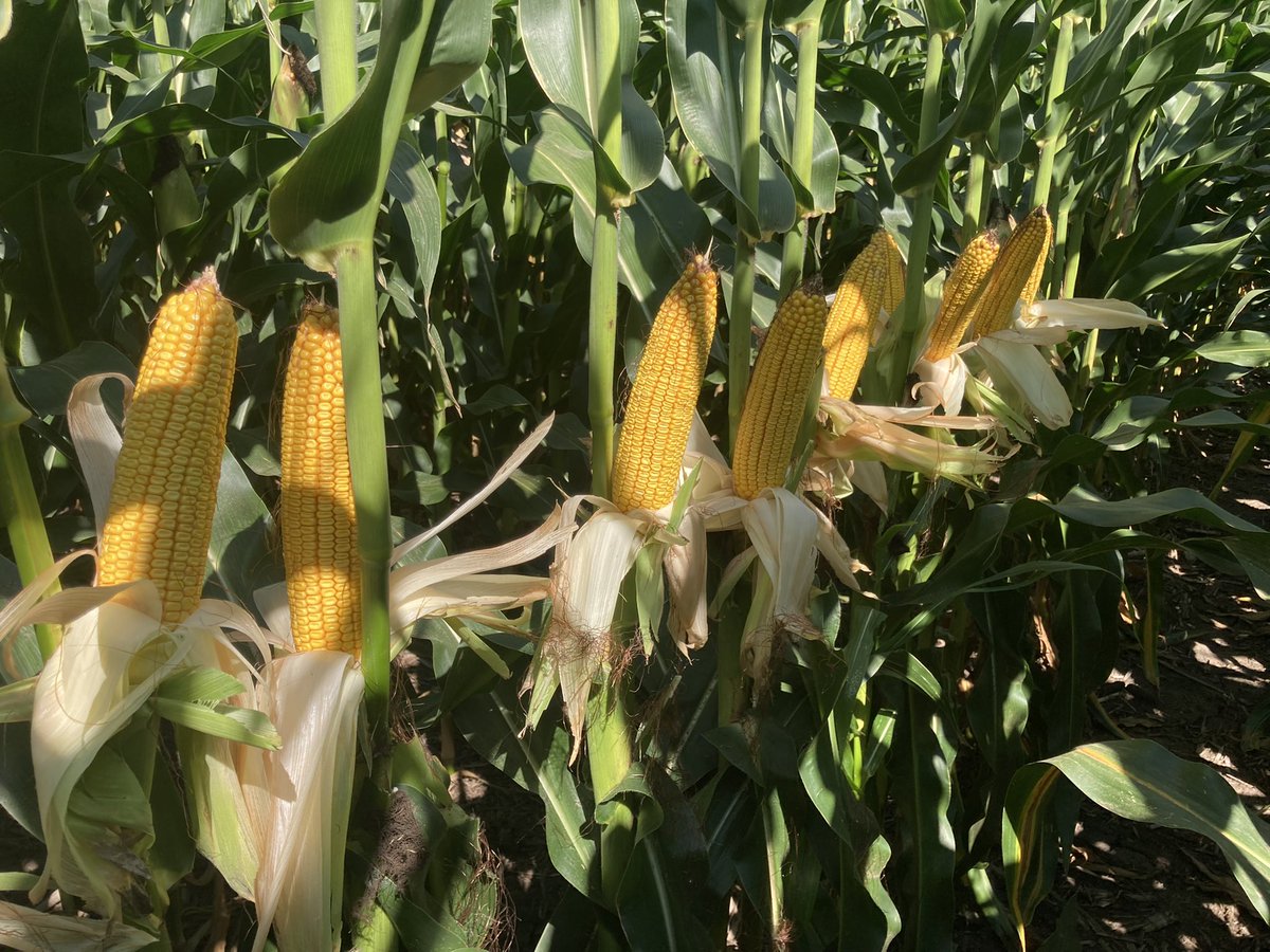 BParrish_52's tweet photo. West Central Iowa: @Asgrow_DEKALB 59-82RIB with the @HelenaAgri Acre, handled this years stress like a champ. #HelenaAcre #harvest22 https://t.co/kwxSwCsLd8