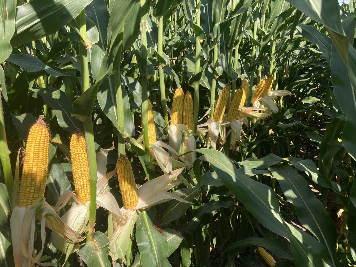 BParrish_52's tweet photo. West Central Iowa: @Asgrow_DEKALB 59-82RIB with the @HelenaAgri Acre, handled this years stress like a champ. #HelenaAcre #harvest22 https://t.co/kwxSwCsLd8