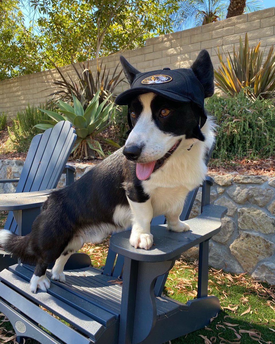 loveBNcreative's tweet photo. @MizzouAthletics @Mizzou Marvin is a Mizzou pup in CA currently missing his freshman Tiger! ππ€π
#dogsofmizzou https://t.co/xKgwK8P75r