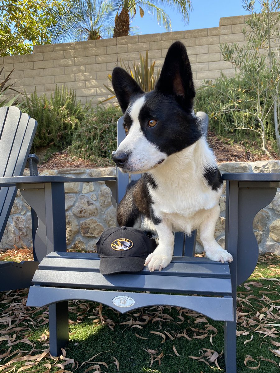 loveBNcreative's tweet photo. @MizzouAthletics @Mizzou Marvin is a Mizzou pup in CA currently missing his freshman Tiger! ππ€π
#dogsofmizzou https://t.co/xKgwK8P75r