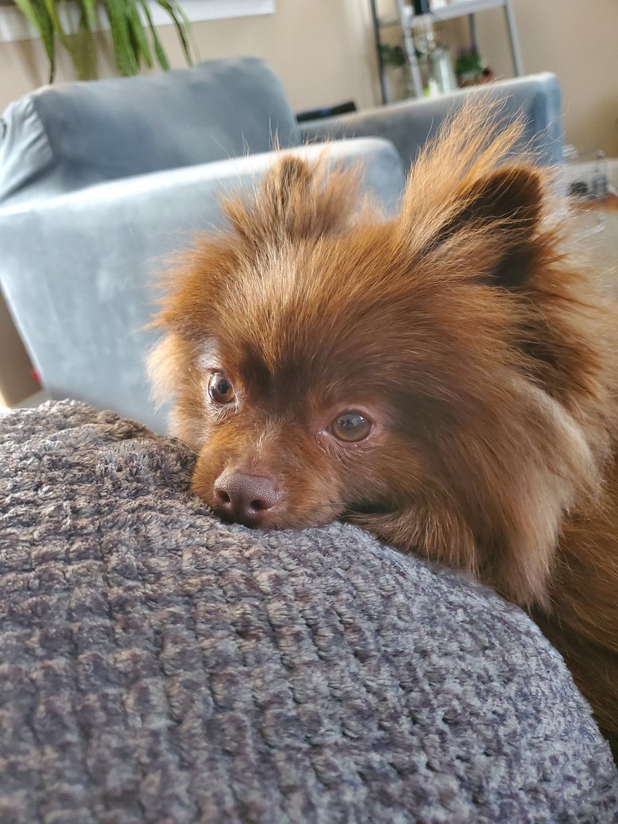 Mof_Holly's tweet photo. Happy Dog Day https://t.co/Q6HK06L64t