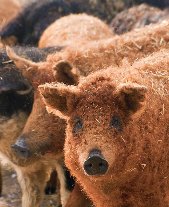 todayyearsold's tweet photo. I feel like everyone should know about the mangalica. It’s the only pig in the world with a sheep-like wooly coat. https://t.co/3cXZ4sInpx