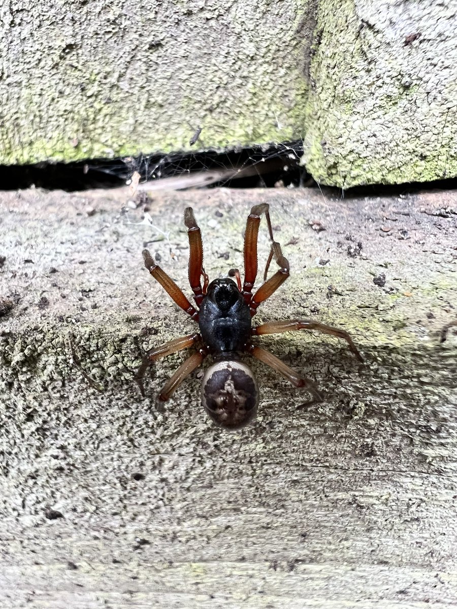 MiniBeastsUK's tweet photo. Is this a Noble False Widow? I have heard lots about them and my Dad told me not to pick it up, just in case. Can anyone help me?
.
.
.
#insects #insectworld #insectlovers
#insectphotography #insectsmacro #insectsofinstagram #insects_macro #insectstagram #spider #falsewidow https://t.co/wbJn8UB6hz