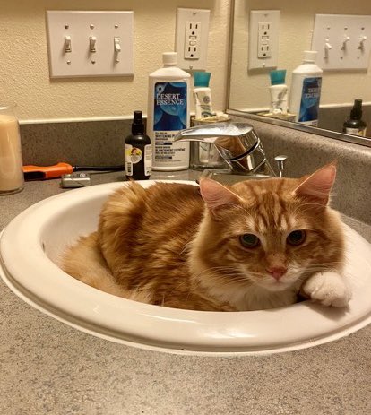 minanotbot's tweet photo. hi seattle friends! meet gizmo! he's looking for a home so pls retweet. 

this sweet vaccinated boy is 9 months old, loves to talk, and cuddle up in the sink. preferred single cat home because he loves all the attention to himself. 

dm @peppermintfem if you're interested!! https://t.co/dgrzw72kcu