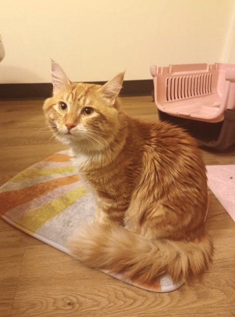 minanotbot's tweet photo. hi seattle friends! meet gizmo! he's looking for a home so pls retweet. 

this sweet vaccinated boy is 9 months old, loves to talk, and cuddle up in the sink. preferred single cat home because he loves all the attention to himself. 

dm @peppermintfem if you're interested!! https://t.co/dgrzw72kcu