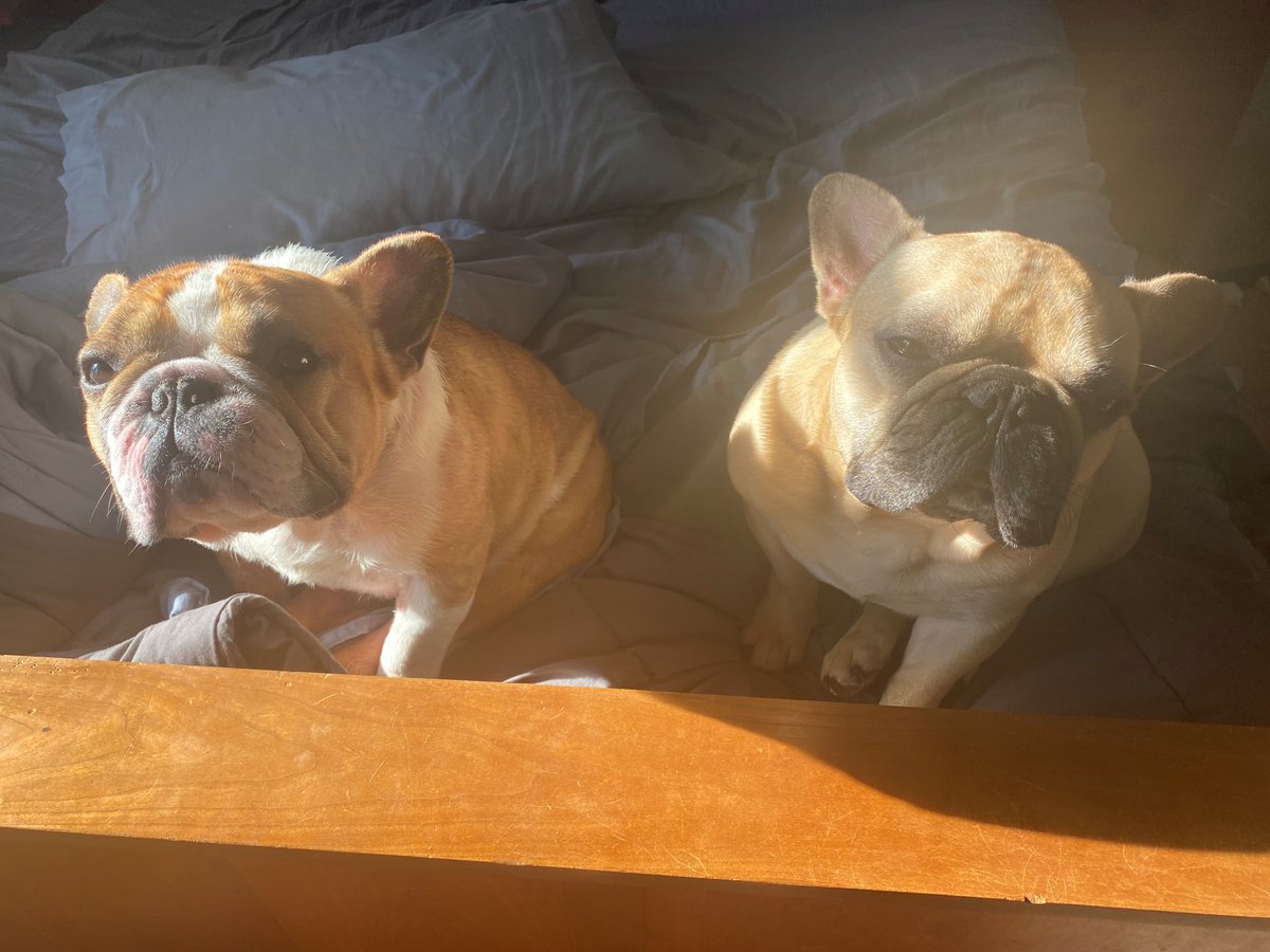 Cutting_Edge_CU's tweet photo. Beauregard (Beau) and Louis (Lou) https://t.co/44bqFGdxVW