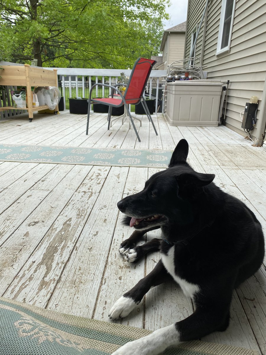 This_Journey's tweet photo. #NationalDogDay #nationaldogday2022 Our Dodger, best dog in the land #WhoRescuedWhom #PartSpazAllLove #RescueDog https://t.co/R3mJtod6vZ