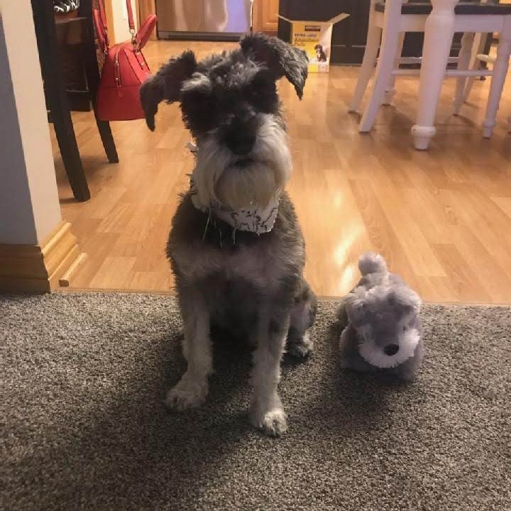 SummitCenterIns's tweet photo. We couldn't let National Dog Day pass without a hat tip to our canine companions.  Pictured here are Louie, Aston, Ruger, and Finley. Do you have a four legged friend you are celebrating today? Let's see those pics! #NationalDogDay #OfficeDog https://t.co/d8bkFMwjVg