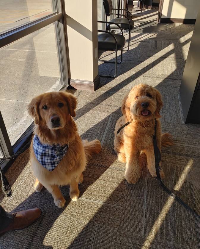 SummitCenterIns's tweet photo. We couldn't let National Dog Day pass without a hat tip to our canine companions.  Pictured here are Louie, Aston, Ruger, and Finley. Do you have a four legged friend you are celebrating today? Let's see those pics! #NationalDogDay #OfficeDog https://t.co/d8bkFMwjVg