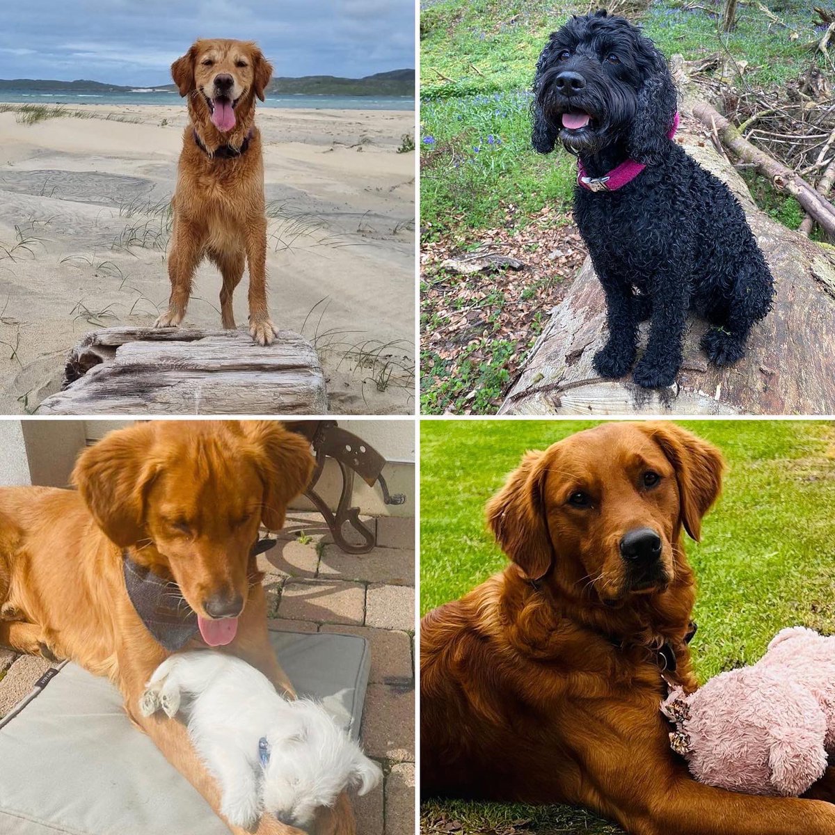 Happy International Dog Day from the LPS 🐾 Team!
#InternationalDogDay #dog #nationaldogday2022