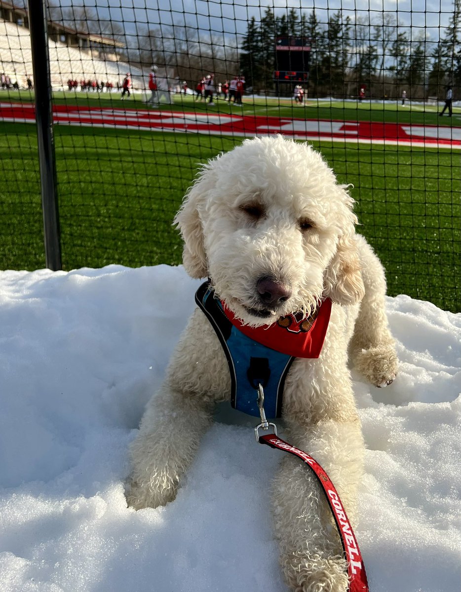 HLN2's tweet photo. @CornellSports @Cornell Big Red Bella @CornellLacrosse @cornellrowing @CornellMHockey @CornellWHockey https://t.co/9OLqpdYz2J