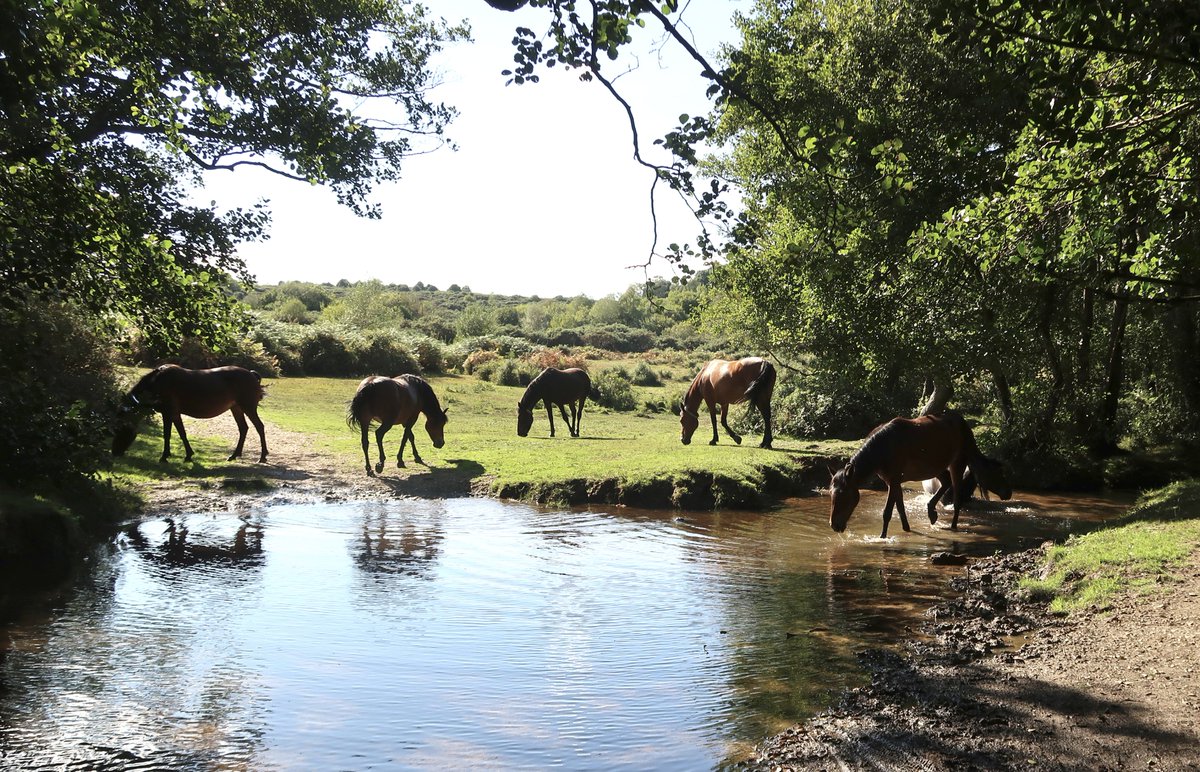 Little Cottage tweet media