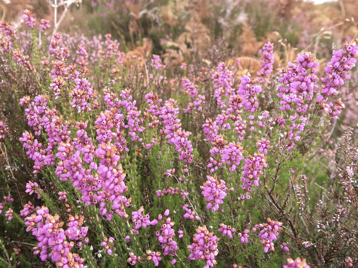 Little Cottage tweet media