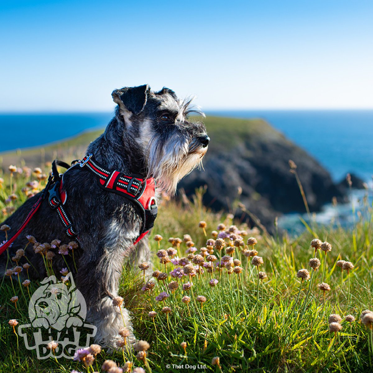 ThatDogUK's tweet photo. Happy #InternationalDogDay, #Truelove frens! 
Harnesses available at https://t.co/nsN8XosDzy 
#DogsOnTwitter #dogsoftwitter #SchnauzerGang #DogsOnTwitter #dogs #FridayFeeling #weekendmood https://t.co/ZVcJKrSeBP