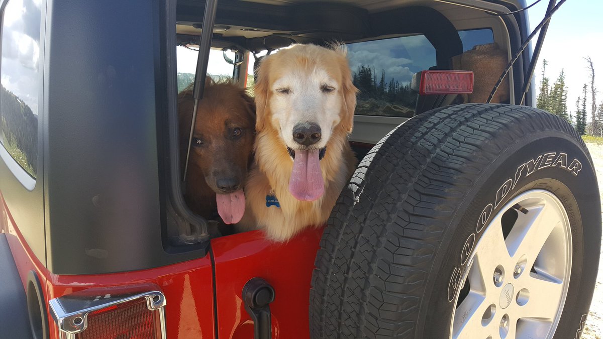 AOTMPatch's tweet photo. Happy #InternationalDogDay from our girls 🥰 https://t.co/3CDFVUHS0p