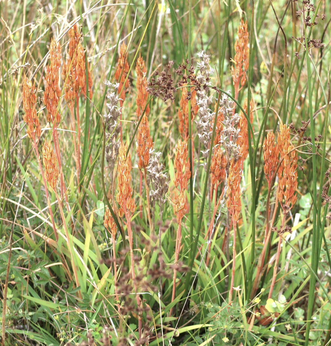 Little Cottage tweet media