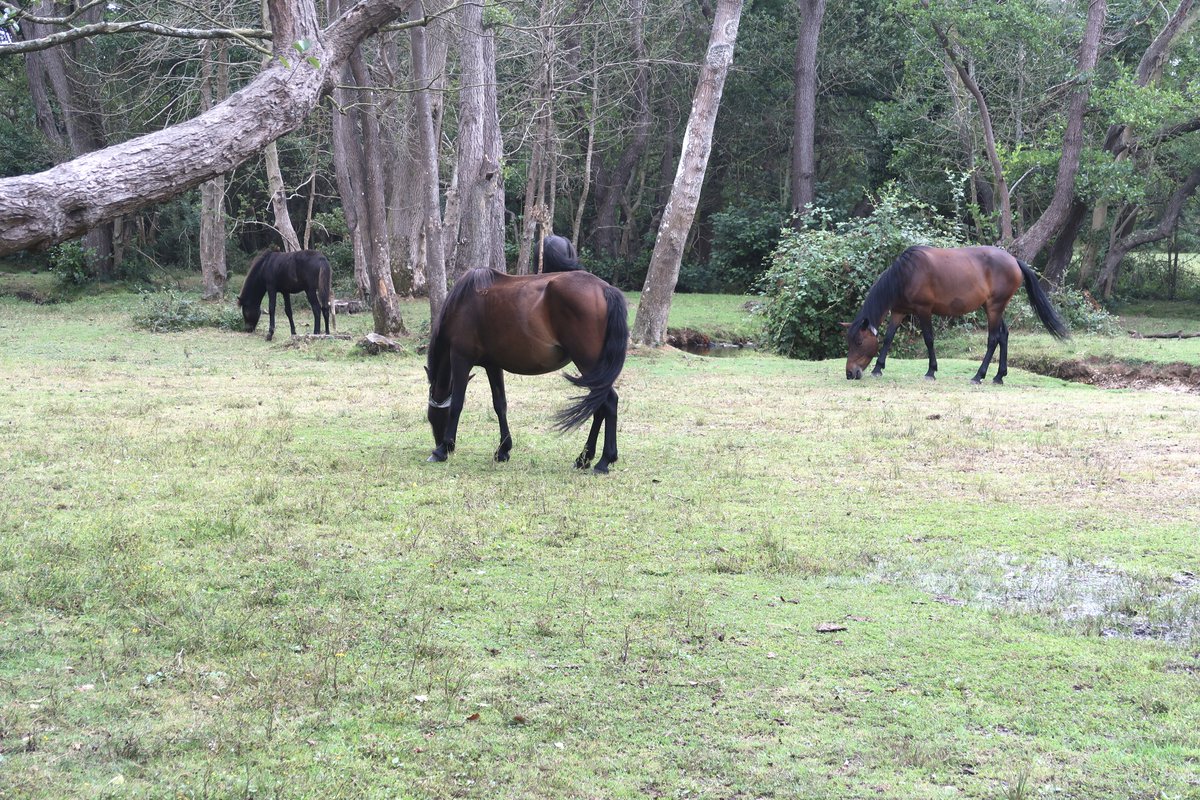 Little Cottage tweet media