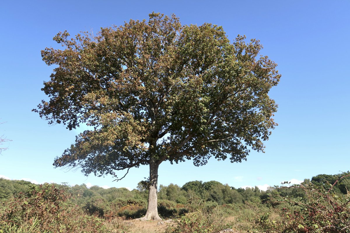 More of the New Forest local to <a href="/LittleCottageNF/">Little Cottage</a>: The Avon Water at Mead End. Bog Asphodel by sheepwash 2. Gratuitous ponies on a 'lawn' by sheepwash 2. An autumnal ex-Copse Oak, which has been losing a lot of leaves. <a href="/LittleCottageNF/">Little Cottage</a> thatch, 1-bed, 5* see newforestcottages.co.uk/holiday-cottag…