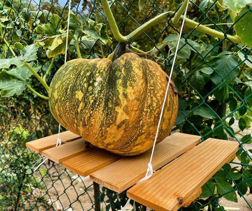 theamazer's tweet photo. Great pumpkin in the making.
#estate #summer #love #instagood #estateaddosso #sun #photography #travel #instalike #picoftheday #italy #pumpkin #autumnvibes #almostseptember https://t.co/5i9oIJdK0u https://t.co/6LLMHgcTjT
