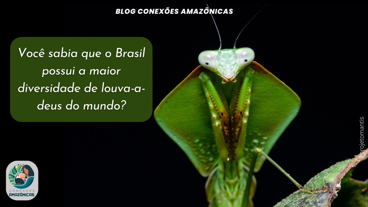 Você sabia que o Brasil possui a maior diversidade de louva-a-deus do mundo? 

No último texto em nosso blog, Leo Lanna do <a href="/projetomantis/">Projeto Mantis</a> contou sobre as buscas por louva-a-deus na Amazônia.

#Amazônia #ProjetoMantis #ConexõesAmazônicas #Ciência #DivulgaçãoCientífica #insetos
+