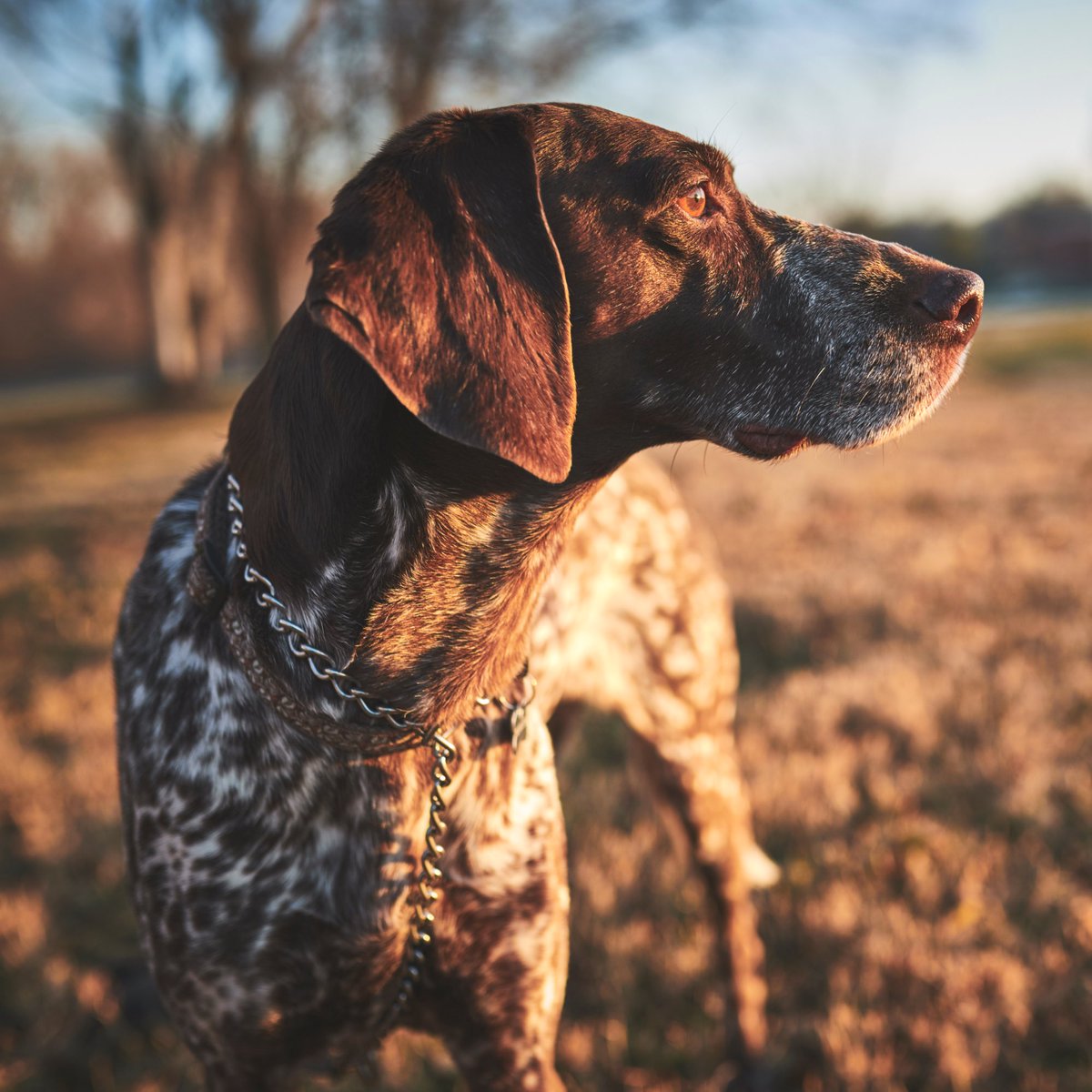 Happy #NationalDogDay! 

#westernranchbrokers #huntingdog #huntingproperty #montanamoment #gspofinstagram #workingdogs