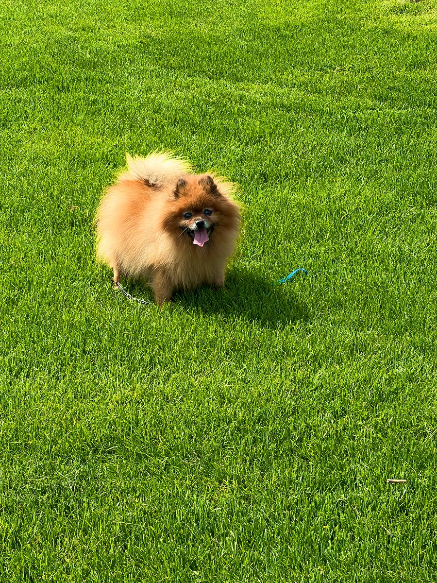NurseLJohn707's tweet photo. My Pom Dusty
Happy #nationaldogday2022 
#dogs #DogsofTwittter https://t.co/9nMckOo7yt