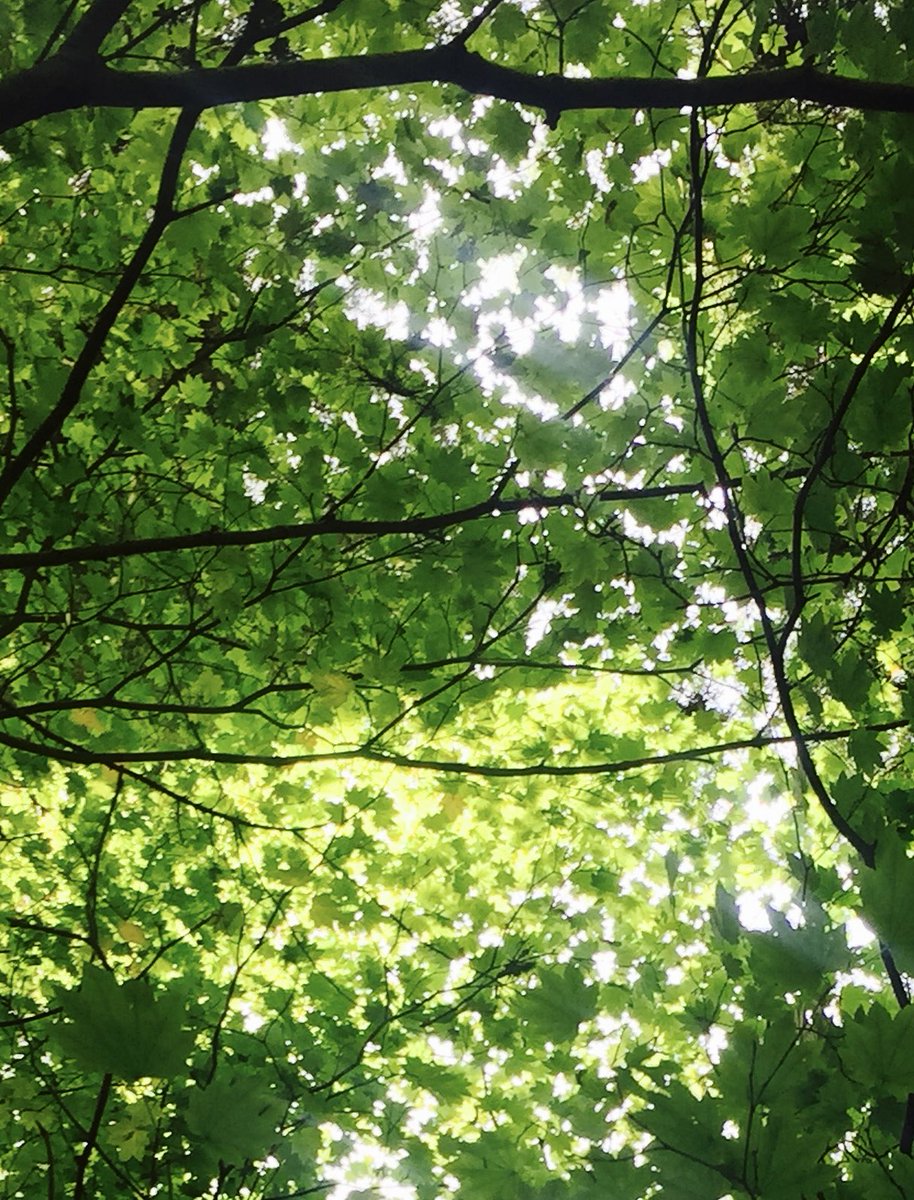 vegandiva33's tweet photo. スマホの見過ぎに注意。クロロフィルで目を労らん。
#mobilefasting 
#chlorophyll https://t.co/ZRdH0Lb9Xw