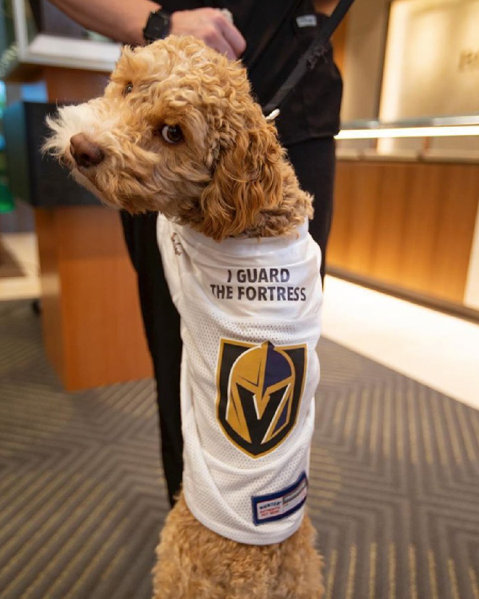 TBirdJewels's tweet photo. Every day is #NationalDogDay, here at T-Bird Jewels! We are proud to be a pet-friendly business 🐾 Swipe to see a few of our favorite furry faces! https://t.co/bBiQAHbN2D