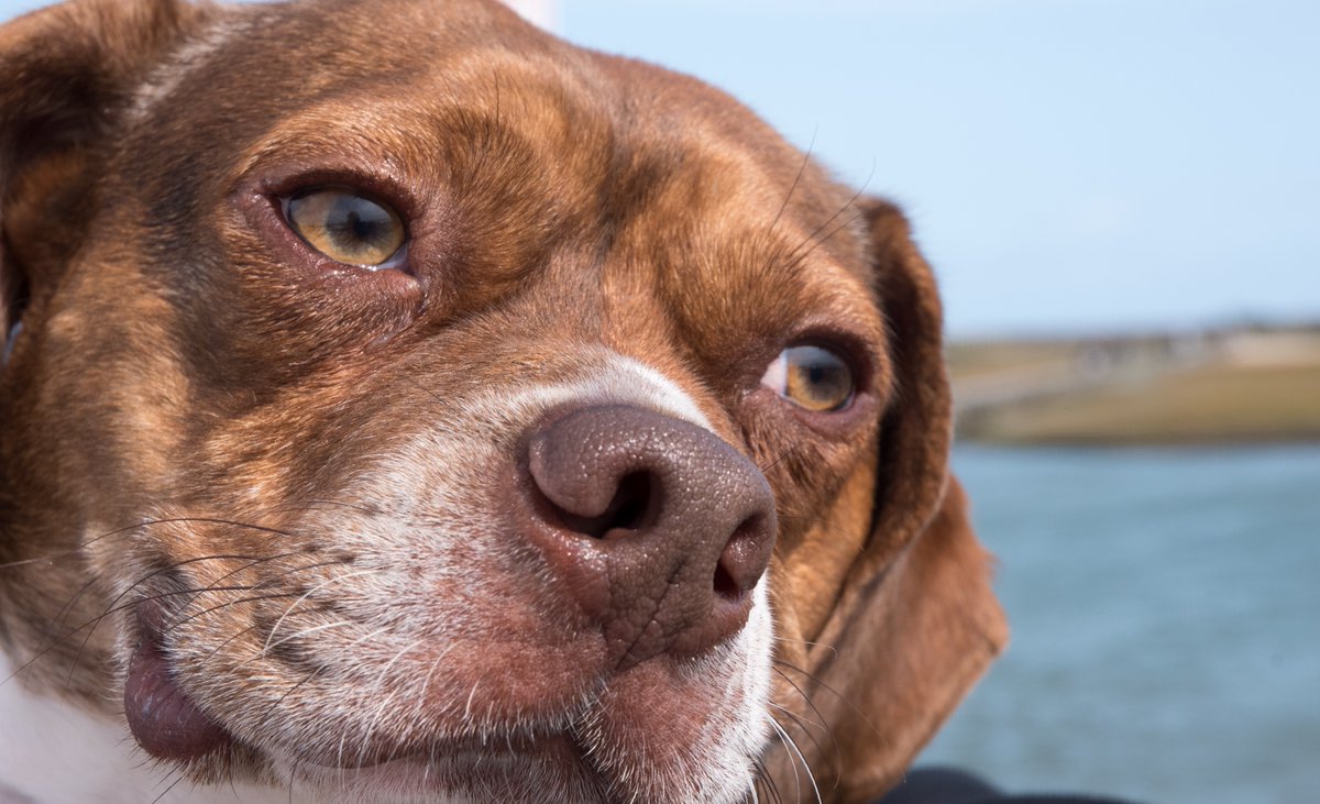 NutePhotography's tweet photo. National Dog Day. Photos by Nute Photography, Plymouth Ma. #nationaldogday2022 #dogs https://t.co/YfGtFtHwVy