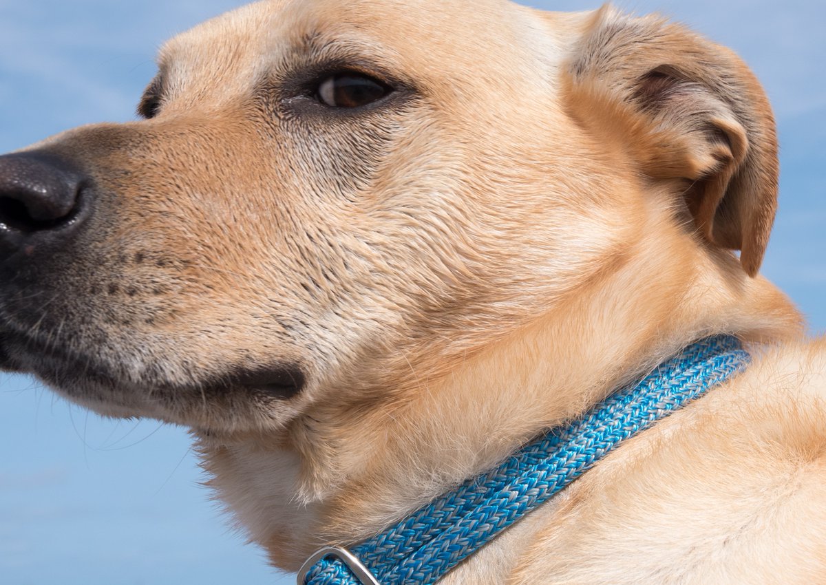 NutePhotography's tweet photo. National Dog Day. Photos by Nute Photography, Plymouth Ma. #nationaldogday2022 #dogs https://t.co/YfGtFtHwVy