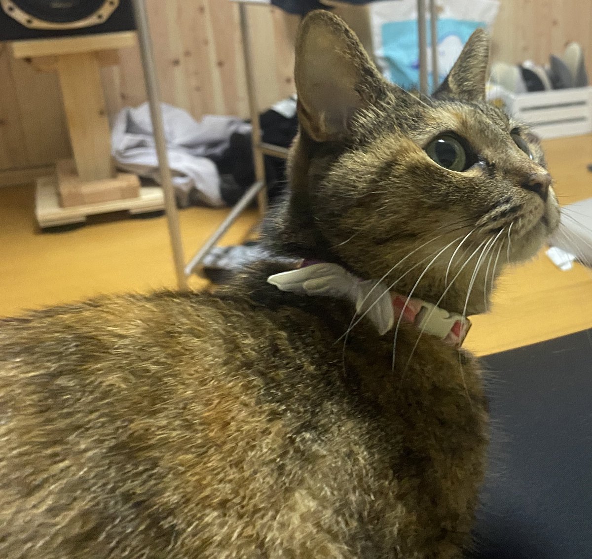 ワルノリレーシング Wrnr Racing Twitter