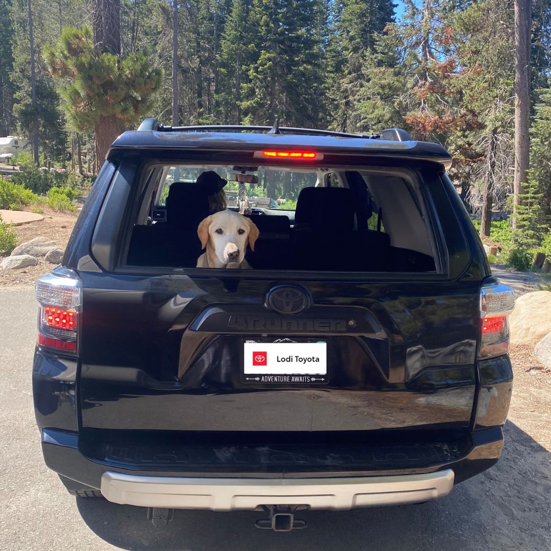 LodiToyota's tweet photo. Load up your best friend and go on an adventure today, because today is National Dog Day! Reply to this tweet to let us know how you and your four-legged buddy are going to celebrate!
#NationalDogDay #Puppy #Toyota #Lodi #Adventure #California #ToyotaUSA #4Runner #Toyota4Runner https://t.co/XNNU91j3A7