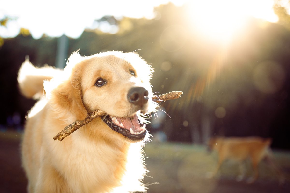 Treehousecbdmi's tweet photo. Do you know what today is? #NationalDogDay Let us know how you plan to celebrate with your furry friend in the comment section below! https://t.co/5Orqzf8Vus