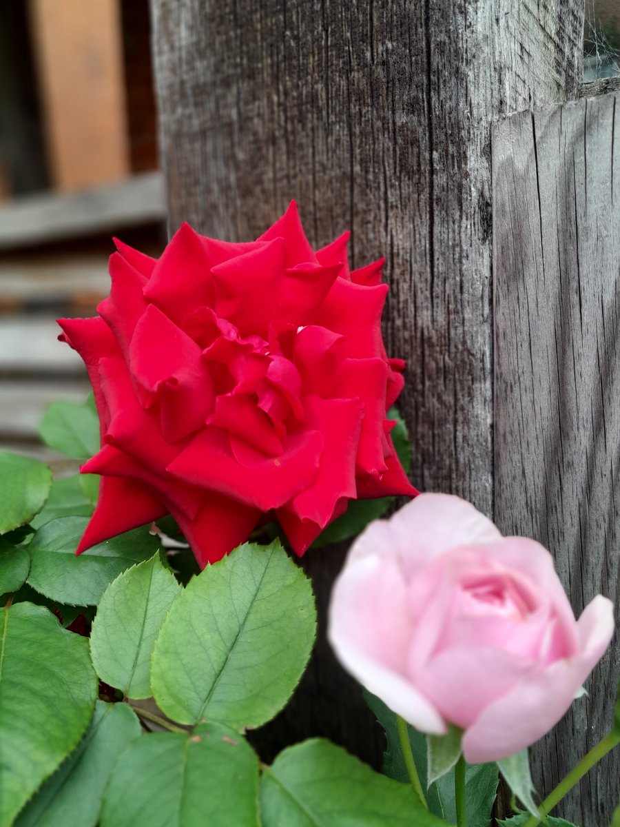 PaulVDudman's tweet photo. After a peaceful and powerful protest outside the Bangladesh High Commision to mark #PhulbariDay witn @PSG_BD , @londonmining and colleagues, a red rose in our garden in honour if the people of #Phulbari.
@DrRHashem https://t.co/ik8VrwwBBV