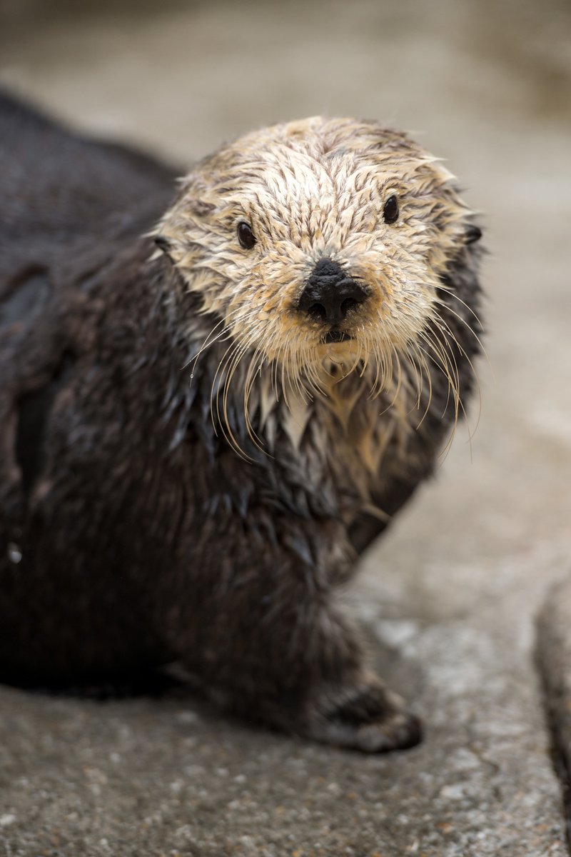 🎉 Hip hip fur-ray! It’s Rosa the sea otter's 23rd birthday!! 🎉
 
Rosa is pawsitively otter-this-world and we’re thrilled to shellebrate her today! Tune into our Otter Cam to spend Rosa’s birthday with her. ❤️