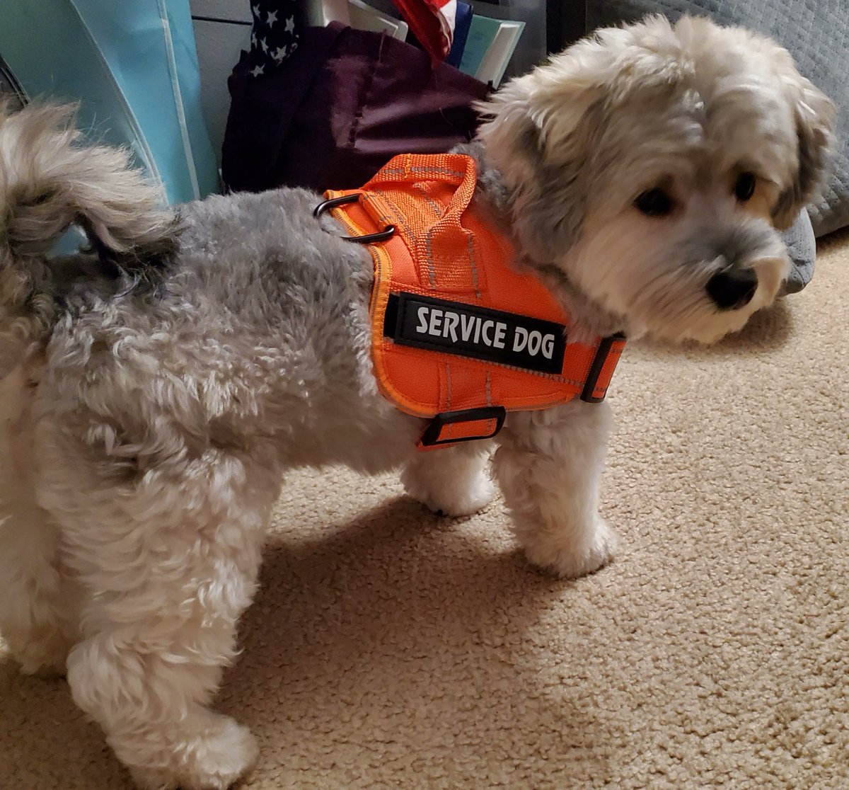 JayNolanOrg's tweet photo. Meet Corky, a 4-year-old "snokie" and the sweetest pup you will ever meet! ๐ถ๐พ๐ He's and emotional support animal, and on occasions his owner brings him along to visit the people she supports. He's really good with adults and children too! ๐คฉ
#NationalDogMonth #ESAdog #TooCute https://t.co/dBvoLWQvHF