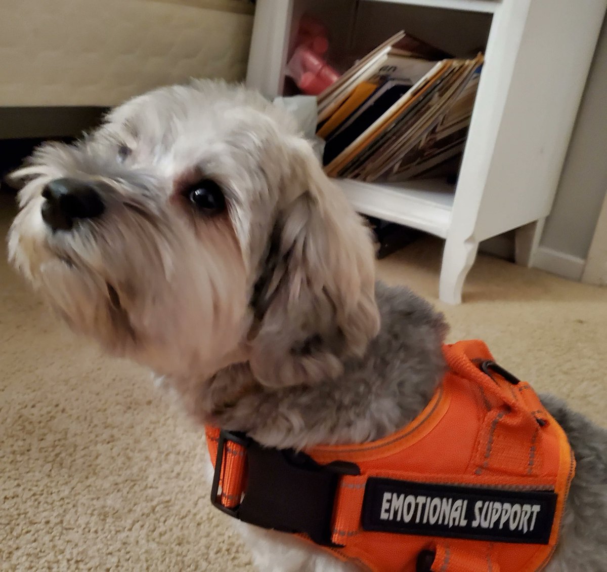 JayNolanOrg's tweet photo. Meet Corky, a 4-year-old "snokie" and the sweetest pup you will ever meet! ๐ถ๐พ๐ He's and emotional support animal, and on occasions his owner brings him along to visit the people she supports. He's really good with adults and children too! ๐คฉ
#NationalDogMonth #ESAdog #TooCute https://t.co/dBvoLWQvHF