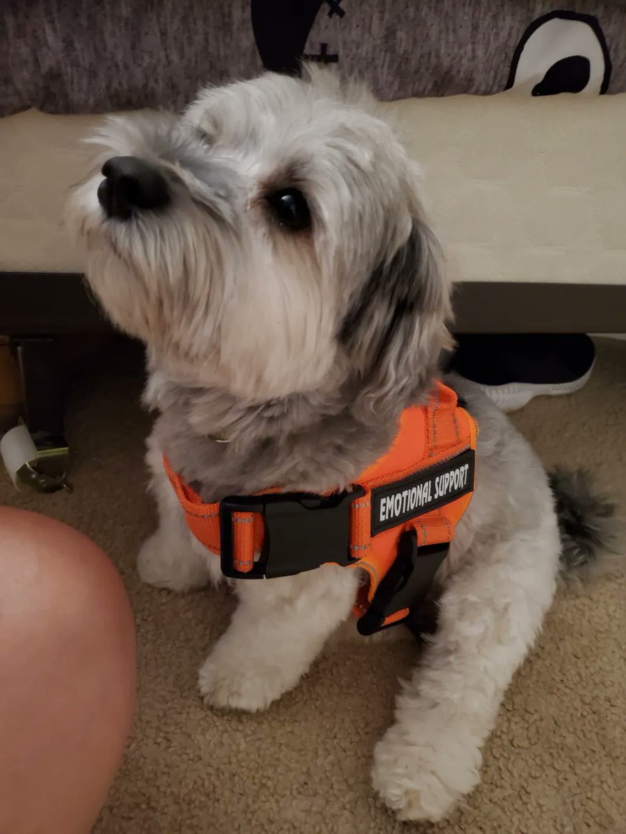 JayNolanOrg's tweet photo. Meet Corky, a 4-year-old "snokie" and the sweetest pup you will ever meet! ๐ถ๐พ๐ He's and emotional support animal, and on occasions his owner brings him along to visit the people she supports. He's really good with adults and children too! ๐คฉ
#NationalDogMonth #ESAdog #TooCute https://t.co/dBvoLWQvHF