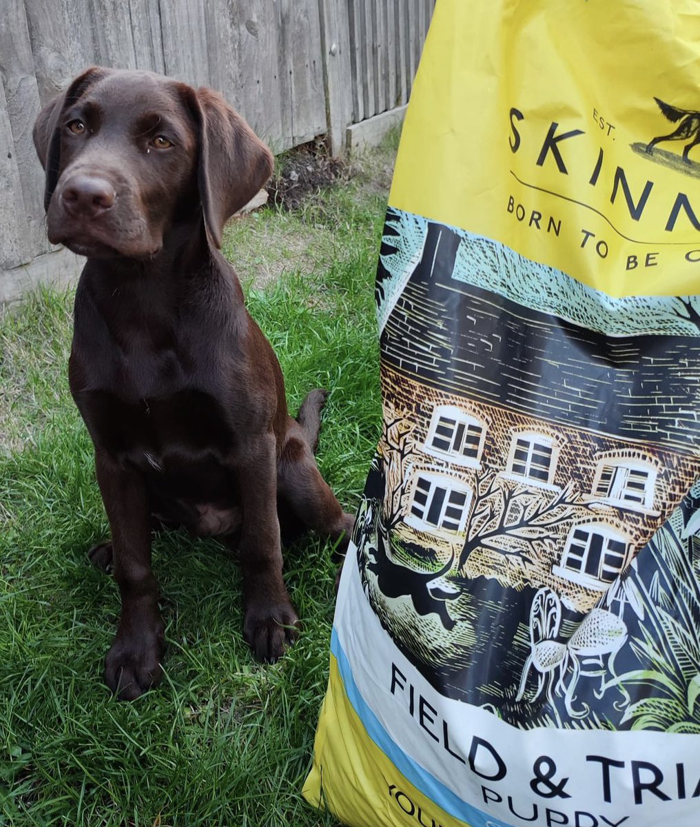 mrs_blakeley's tweet photo. @skinnersdogfood #borntobeoutdoors #fieldandtrial #fedonskinners https://t.co/aLxCTtO3us