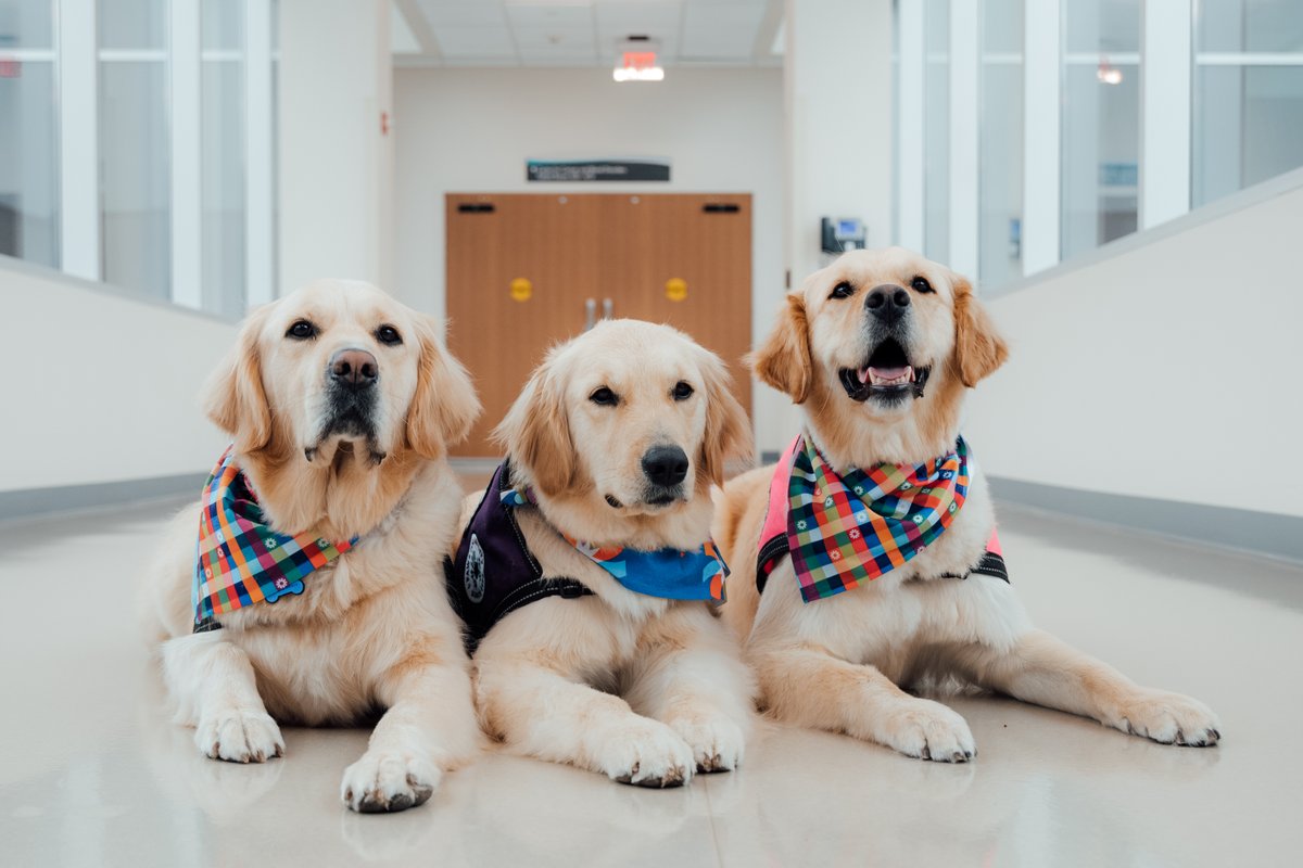 This #internationaldogday we are celebrating 3 of the best dogs out there - Peppermint, Millie and Addie our wonderful facility dogs that make a difference in the health care of kids every day! 🐾 💙  #aboveandbeyond4kids