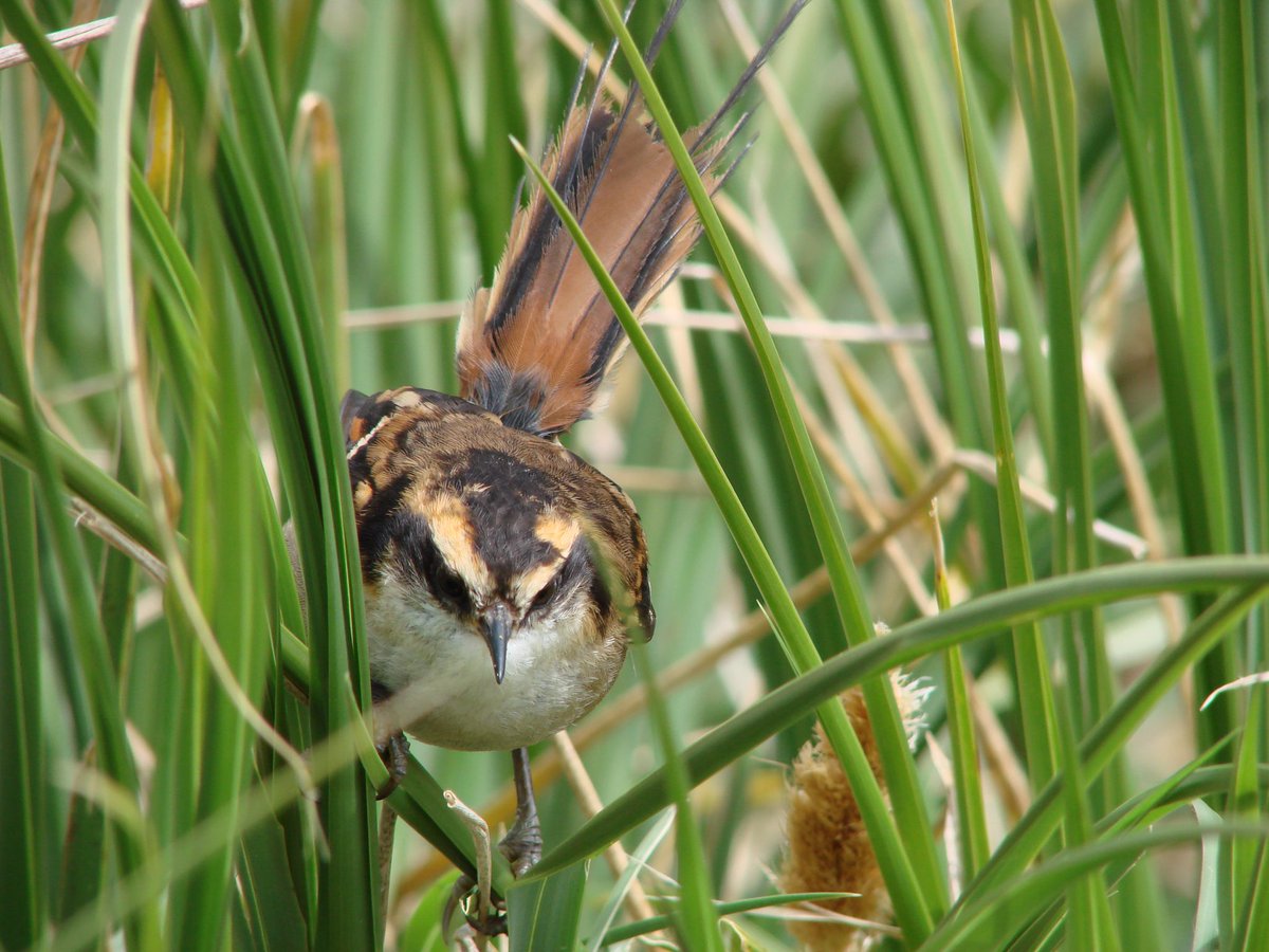 ATF-Chile 🌊⛴🎣🌎🪶 #Albatros #Conservación tweet media