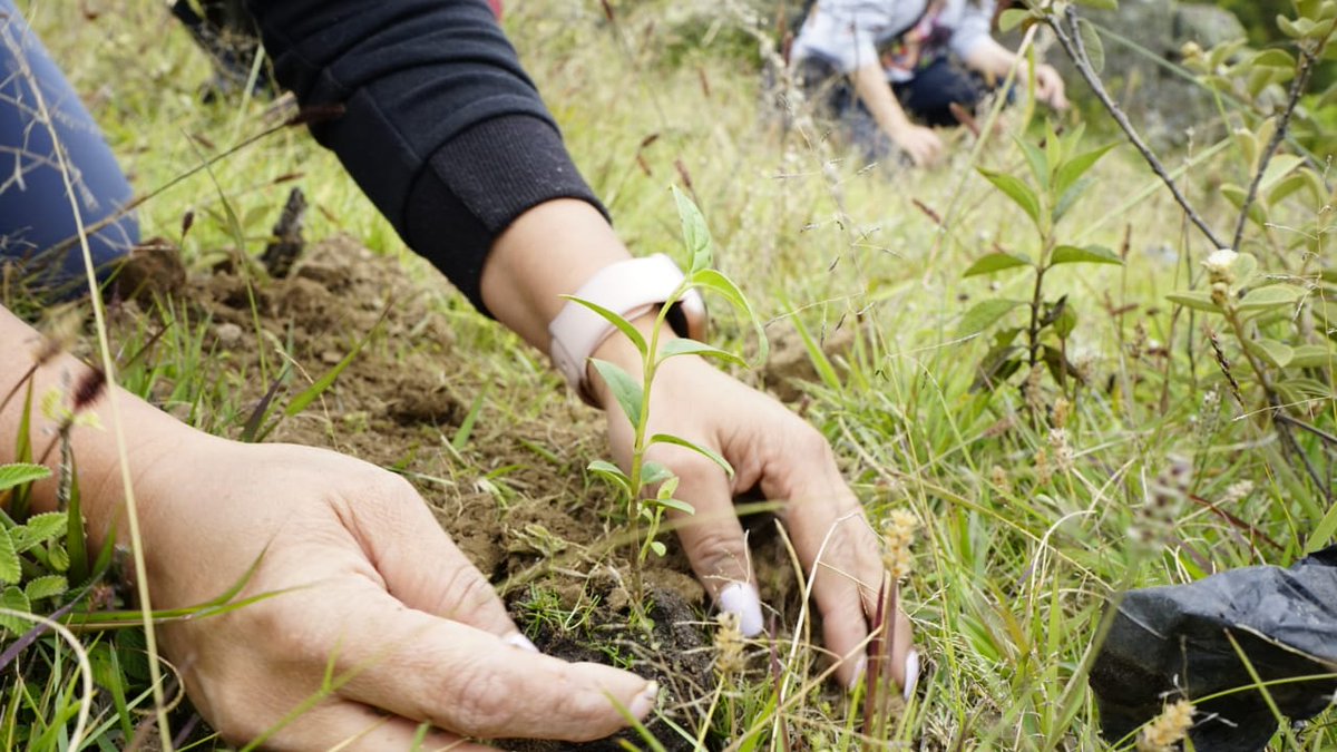 SENABoyaca's tweet photo. #Hoy nuestra familia #SENA sembró en #Gameza 500 árboles 🌱🌳 de los 2.000 que aporta la entidad a la protección, restauración y conservación del medio ambiente 🍃 desde sus centros de formación. https://t.co/9IUBngwIkO