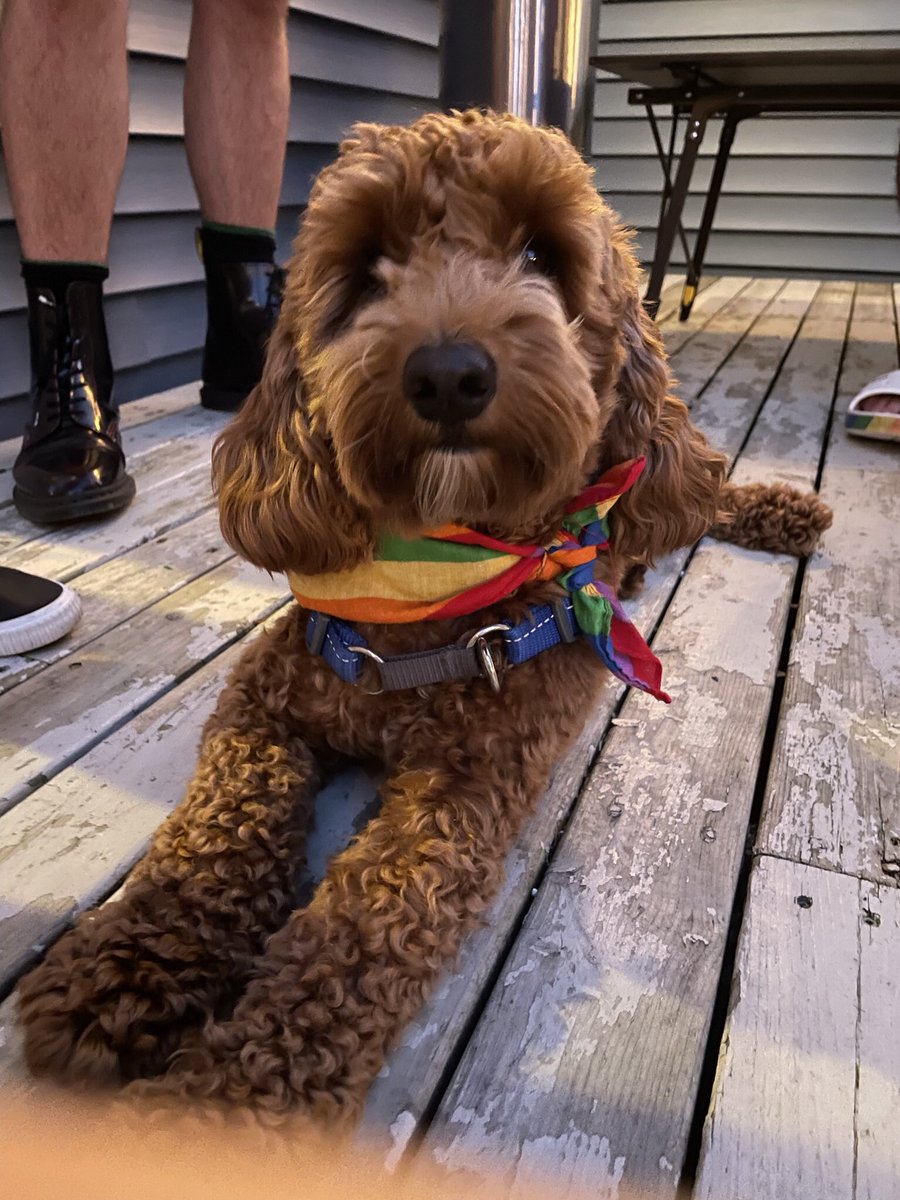 jomurf82's tweet photo. @CBC Happy International Dog Day from Manny!! https://t.co/vgiLB9XY5D