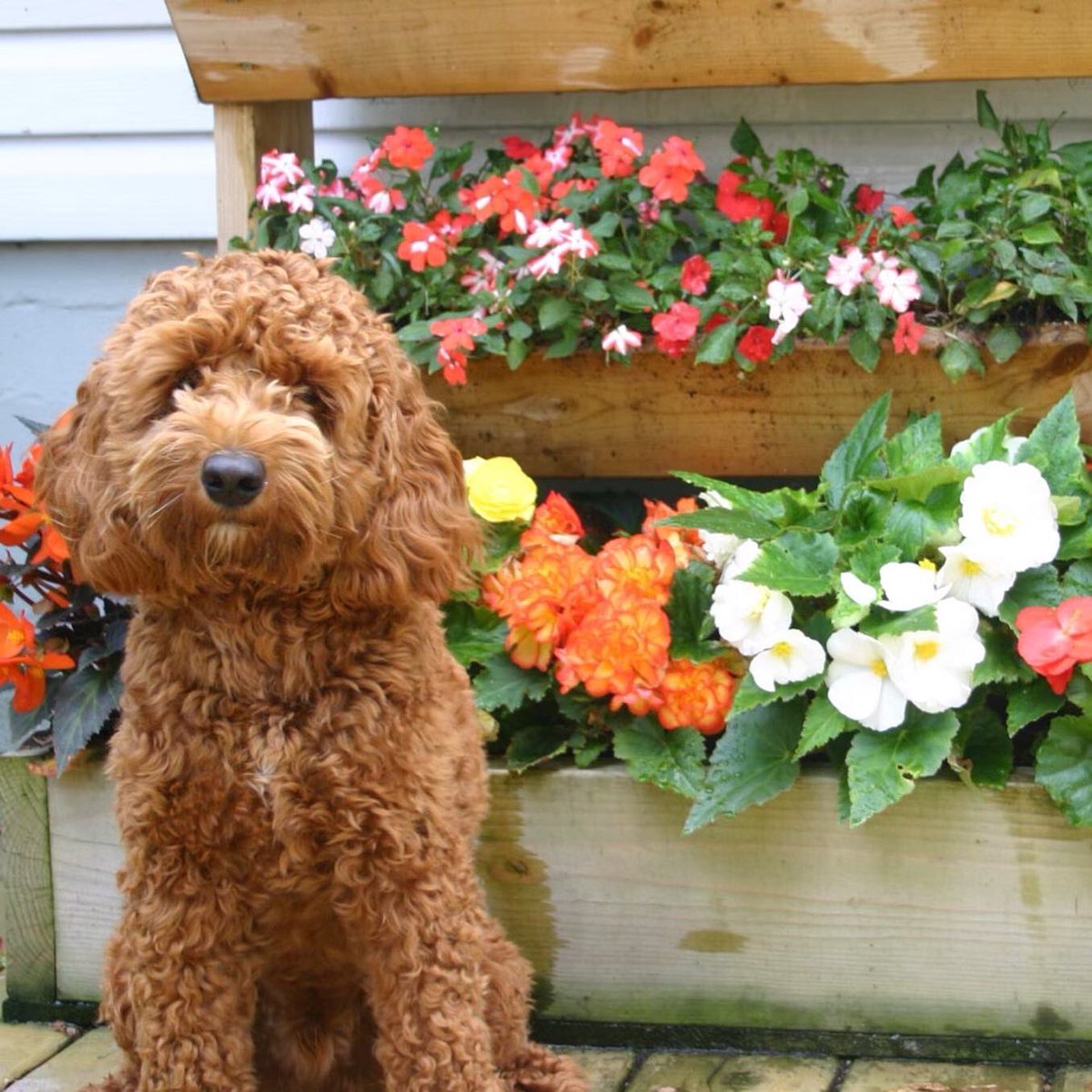 jomurf82's tweet photo. @CBC Happy International Dog Day from Manny!! https://t.co/vgiLB9XY5D