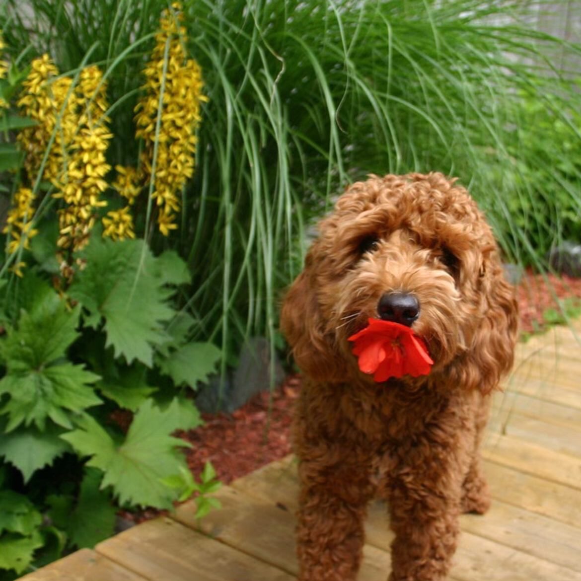 jomurf82's tweet photo. @CBC Happy International Dog Day from Manny!! https://t.co/vgiLB9XY5D